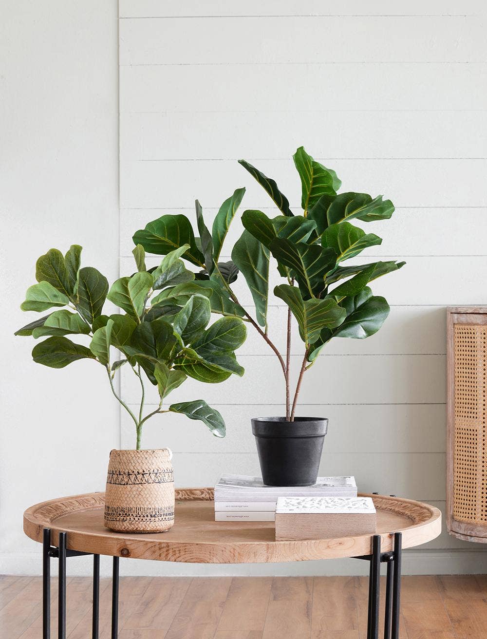 22x22x24"H Poted Fiddle Leaf Tree