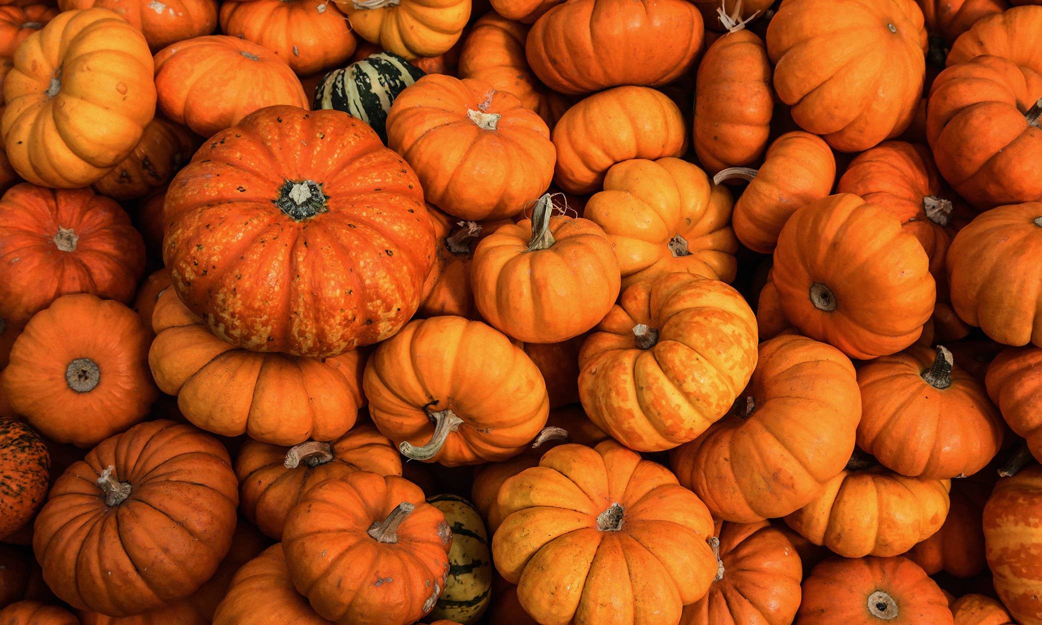 5.5 oz Wax Melts: Hey, Pumpkin!