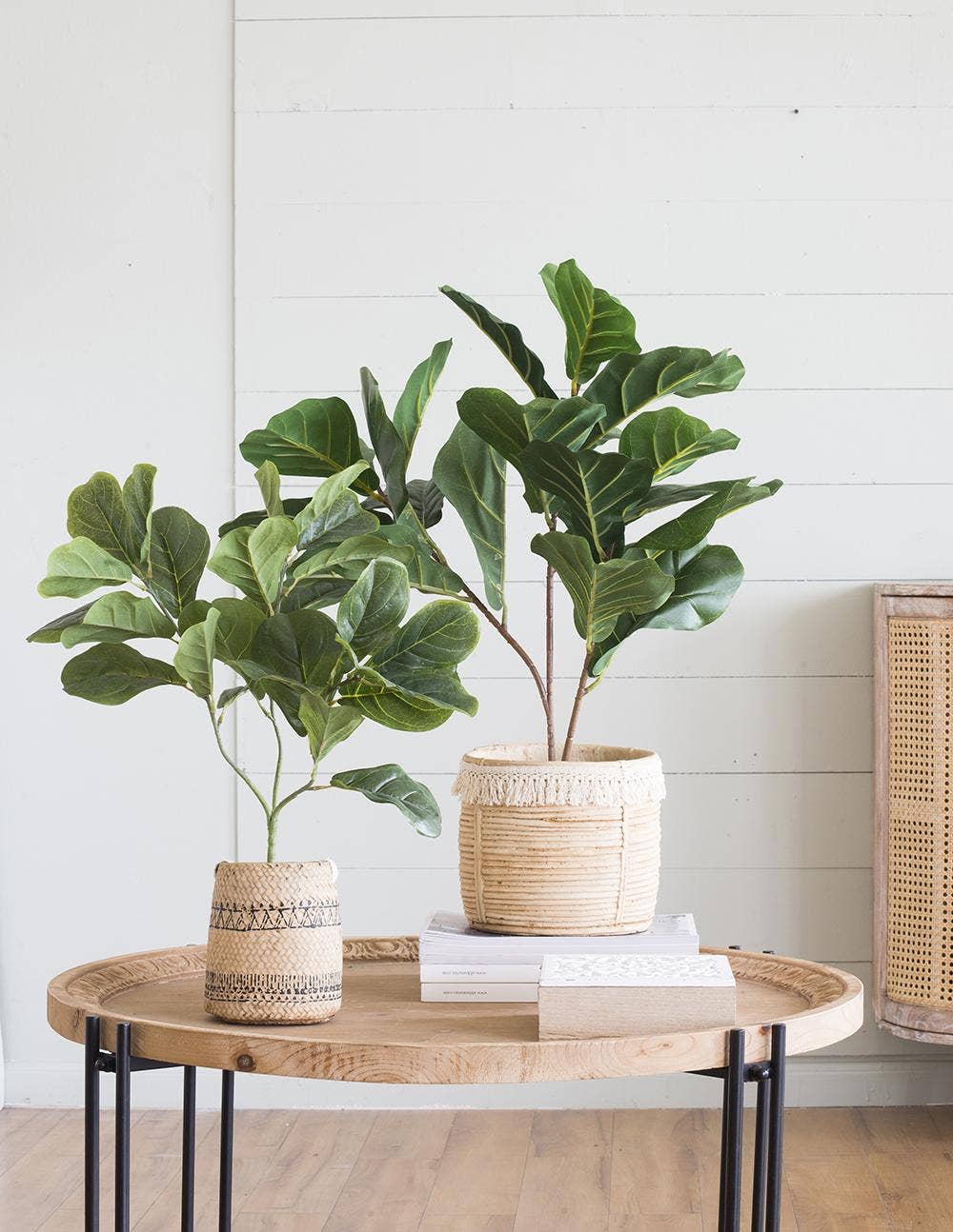22x22x24"H Poted Fiddle Leaf Tree