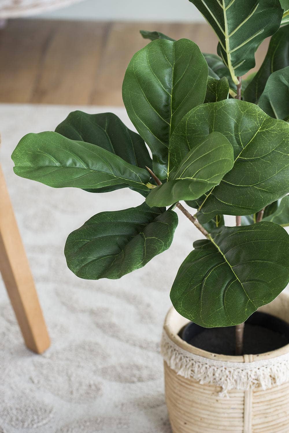 22x22x24"H Poted Fiddle Leaf Tree