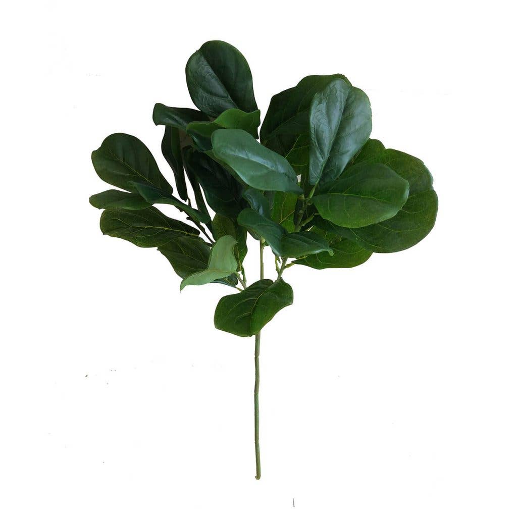 FIDDLE LEAF STEM