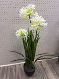 White Agapanthus in pot