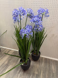 Purple Agapanthus in pot
