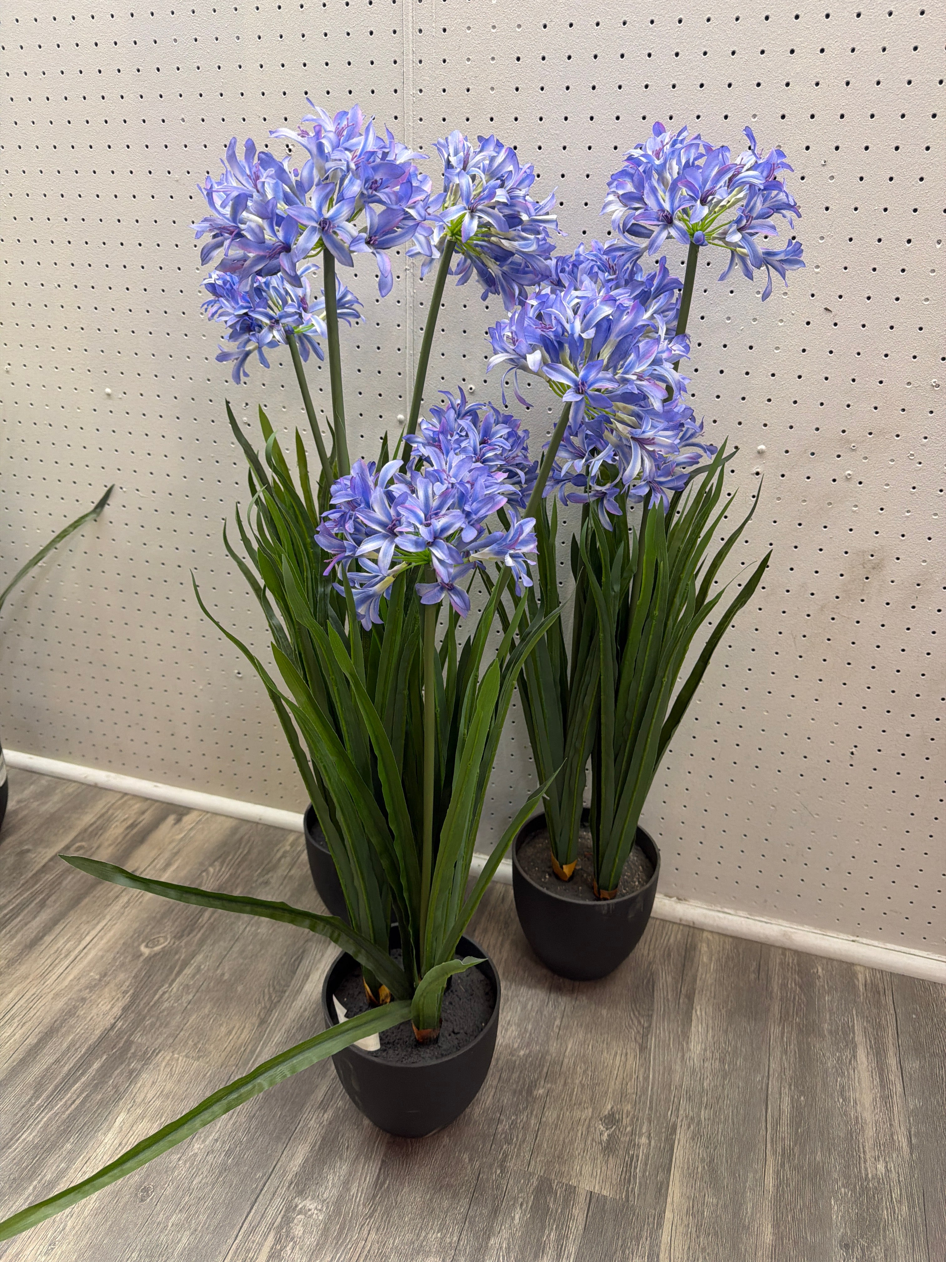 Purple Agapanthus in pot