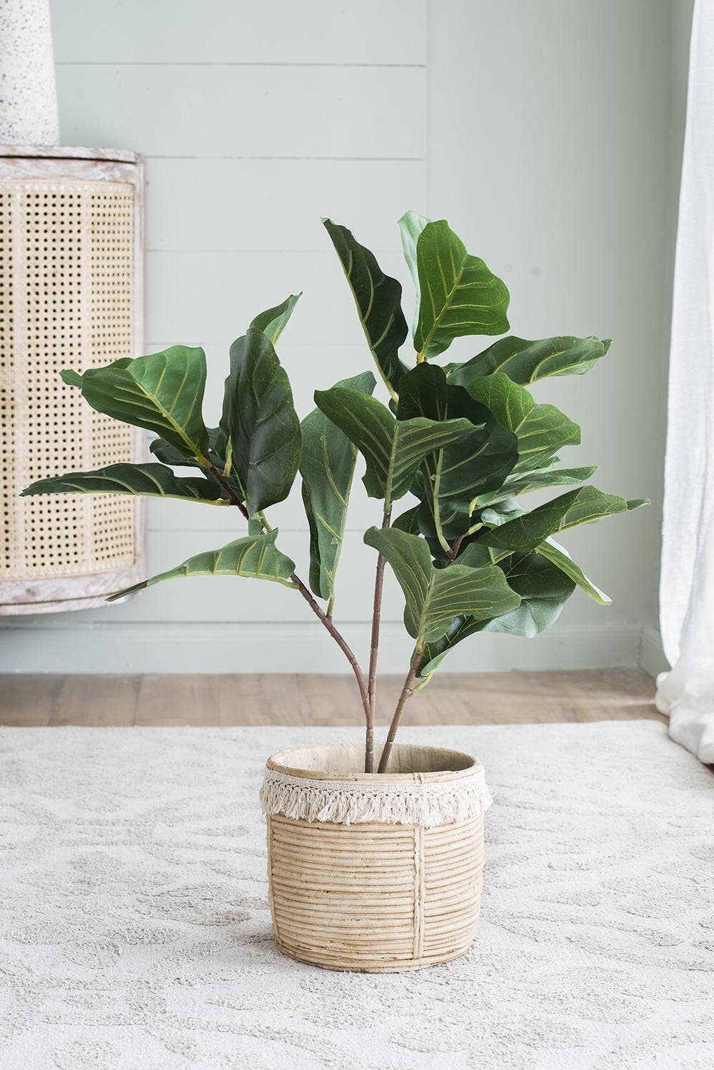 22x22x24"H Poted Fiddle Leaf Tree
