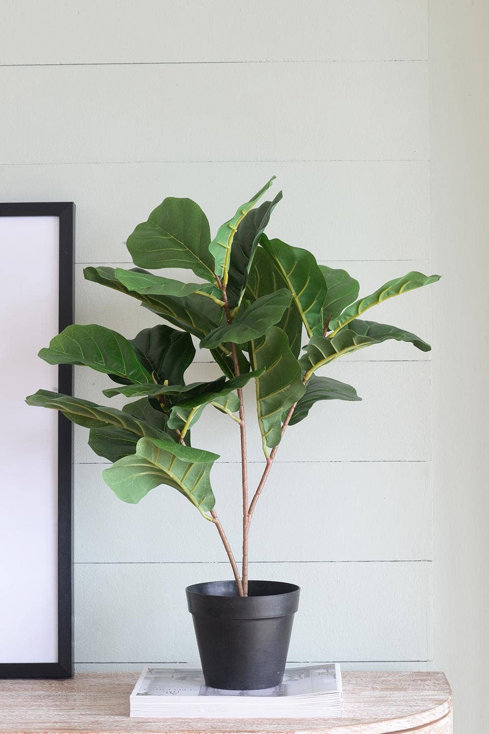 22x22x24"H Poted Fiddle Leaf Tree