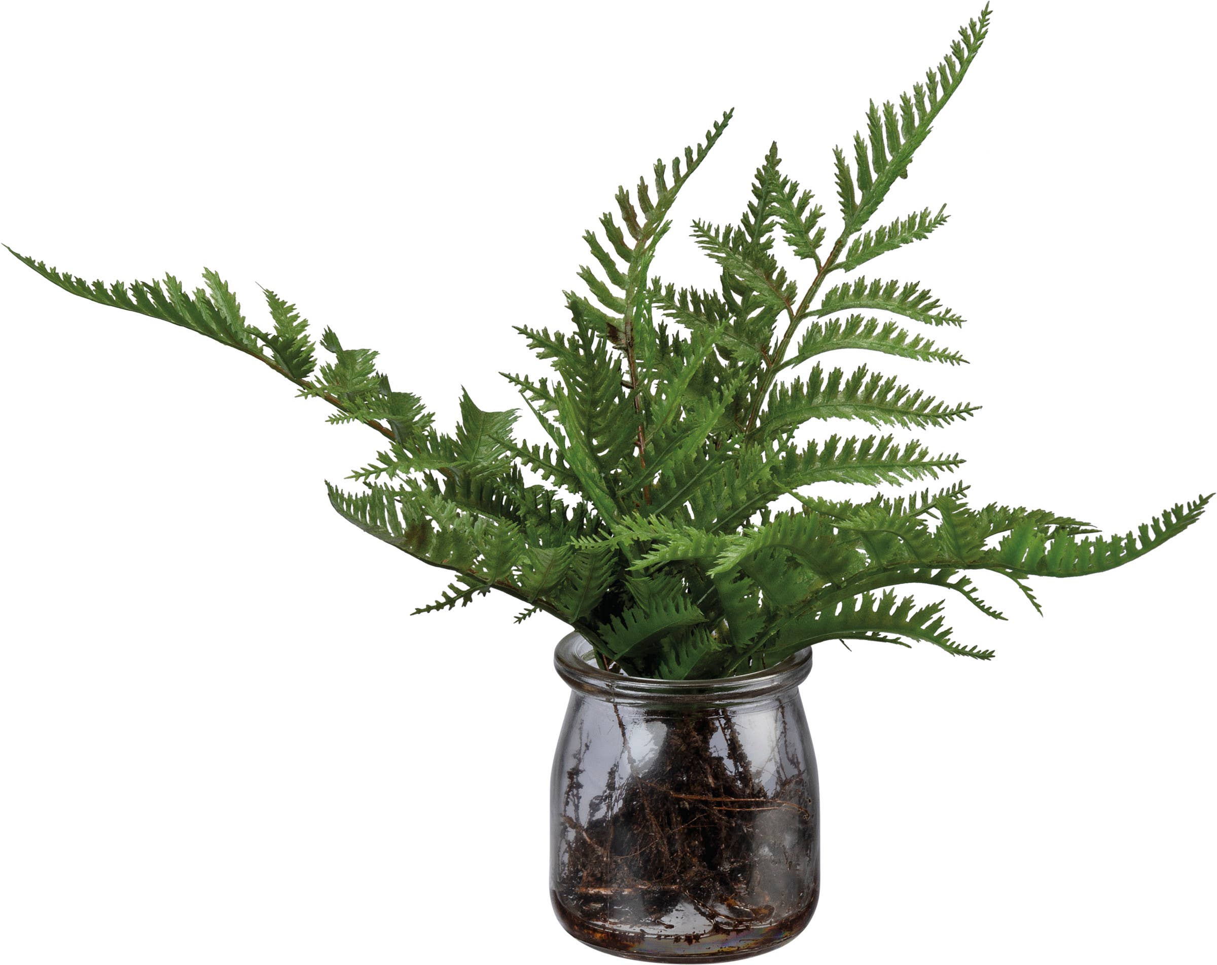 Fern Jar